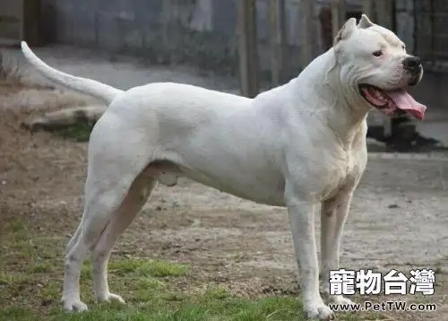 杜高犬怎麼養