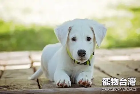 幼犬怎樣餵狗糧