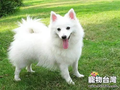 銀狐犬吃什麼好