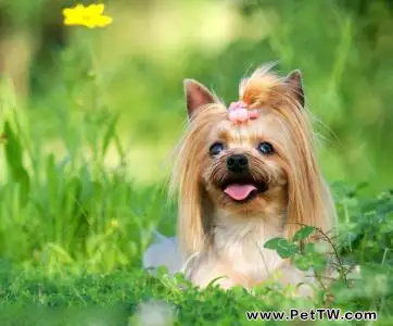 澳洲絲毛梗和約克夏的區別