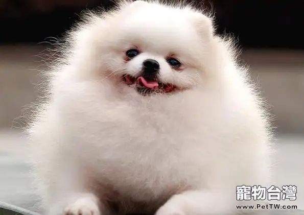 博美 犬(松鼠狗)懷孕多久會生(1圖)-寵物台灣