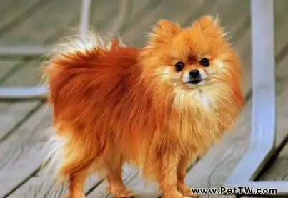 博美 犬(松鼠狗)什麼時候開始換毛(1圖)-寵物台灣