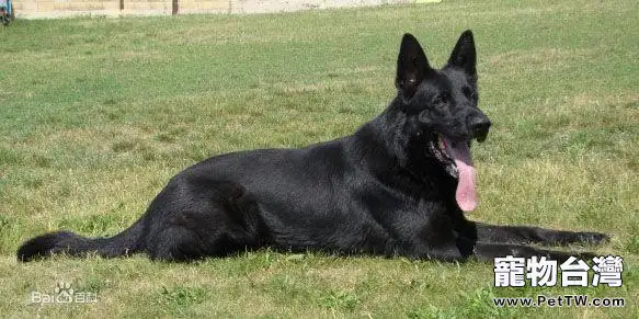 東德牧羊犬怎麼餵養