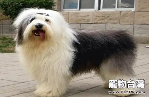 古牧犬性格