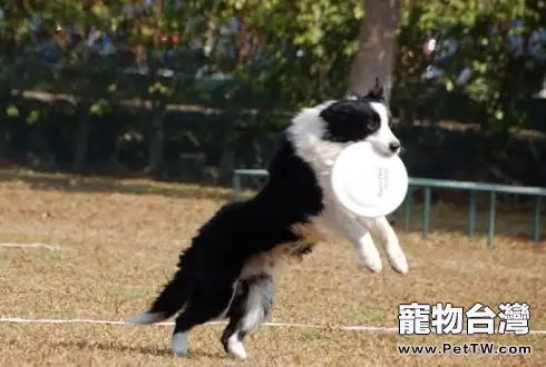 怎麼訓練狗狗接飛盤