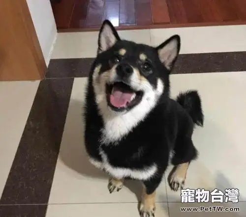 黑柴犬和赤柴犬哪個貴