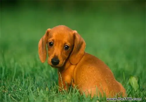 臘腸犬為什麼養的人少?臘腸犬優缺點介紹0(共3張圖片)-寵物台灣