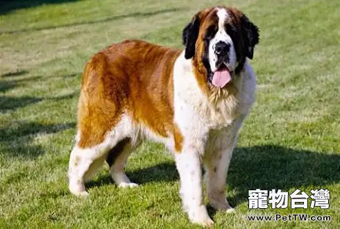 聖伯納犬價格