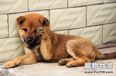狗狗皮膚病會傳染給人嗎?狗狗得皮膚病的原因有哪些?(共3張圖片)-寵物台灣