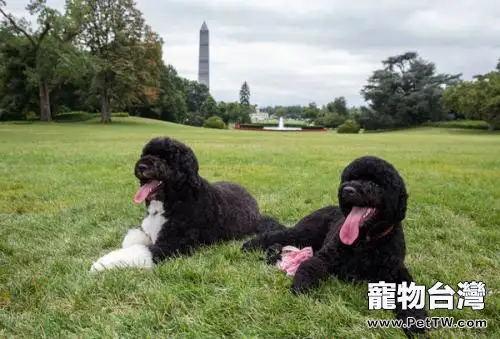 葡萄牙水狗多少錢一隻