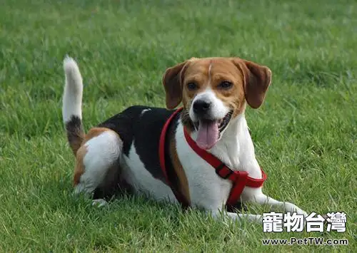 英國獵狐犬怎麼樣