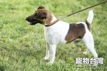 英國獵狐犬怎麼樣