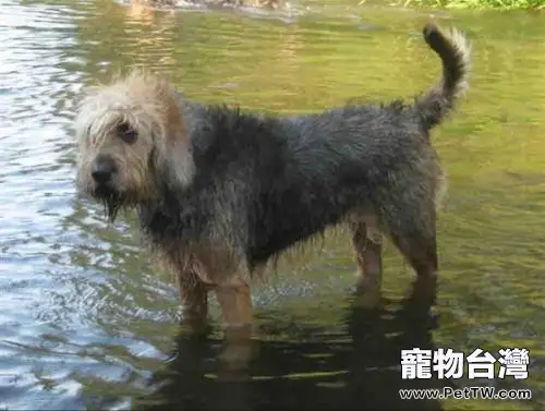 奧達獵犬怎麼樣