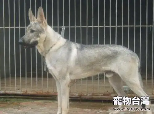 狼青犬智商怎麼樣?狼青犬好養嗎?(共3張圖片)-寵物台灣