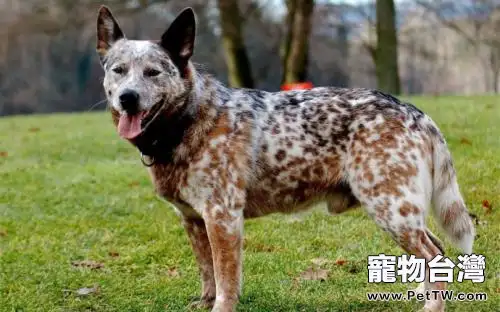 澳洲牧牛犬怎麼沒人養