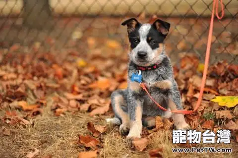 澳洲牧牛犬怎麼沒人養