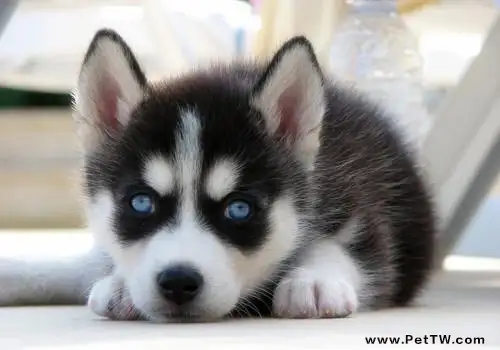 哈士奇一天吃多少狗糧