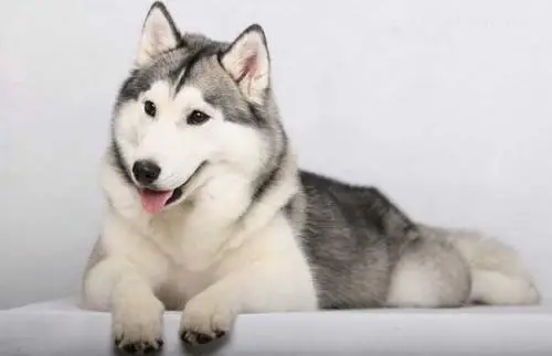 哈士奇一天吃多少狗糧？哈士奇喂多少狗糧合適？（共3張圖片）-寵物台灣