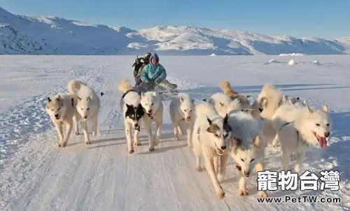 格陵蘭犬為什麼沒人養