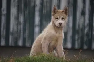 格陵蘭犬為什麼沒人養