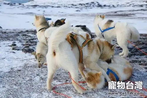 格陵蘭犬為什麼沒人養