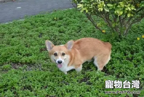 狗狗狂犬病的早期症狀