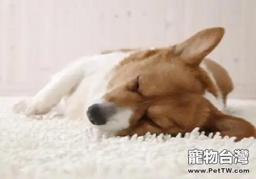 狗狗狂犬病的早期症狀