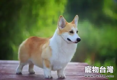 狗狗狂犬病的早期症狀