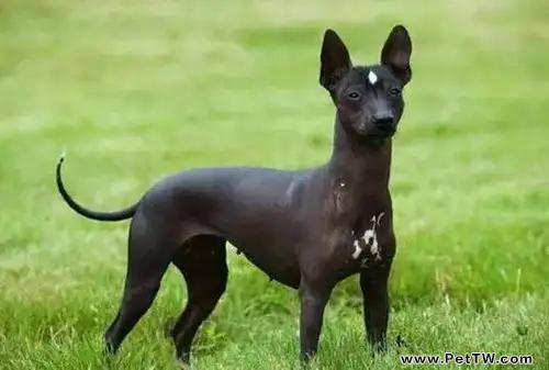 印加無毛犬
