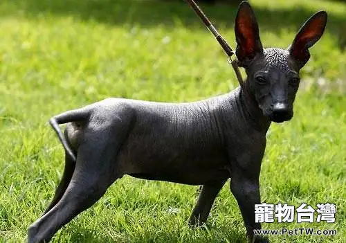 印加無毛犬