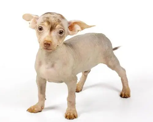 印加無毛犬