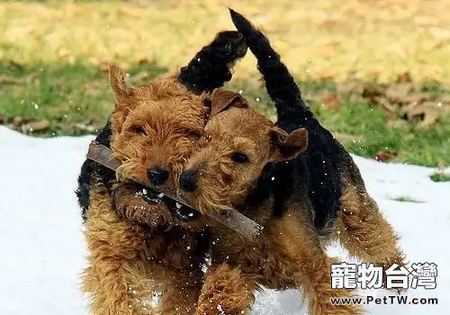 威爾斯梗犬怎麼餵養