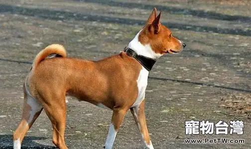 巴吉仙犬為什麼禁養