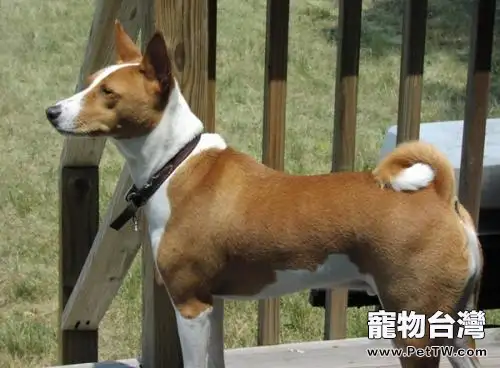 巴吉仙犬為什麼禁養