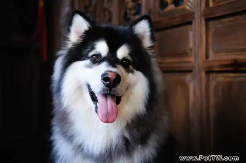 阿拉斯加雪橇犬好養嗎