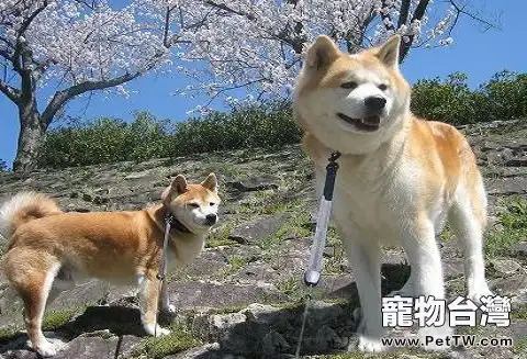 為什麼養秋田犬的人少