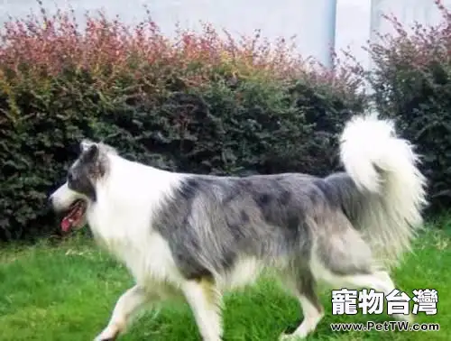 隕石邊境牧羊犬價格