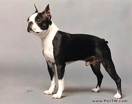 波士頓梗犬怎麼樣?波士頓梗犬的缺點(共3張圖片)-寵物台灣