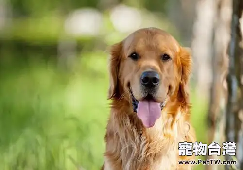 黃金獵犬性格