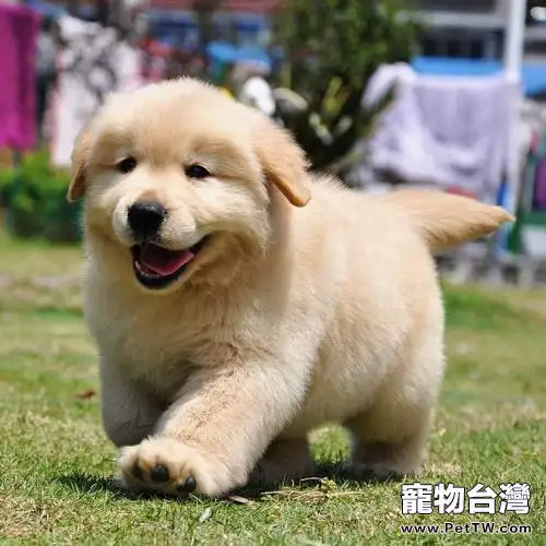 黃金獵犬性格