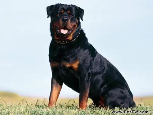 羅威那犬性格怎麼樣?羅威那犬性格介紹(共3張圖片)-寵物台灣
