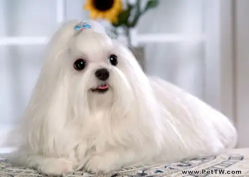 馬耳他犬多少錢?馬耳他犬價格(共3張圖片)-寵物台灣