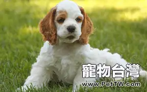 可卡犬價格