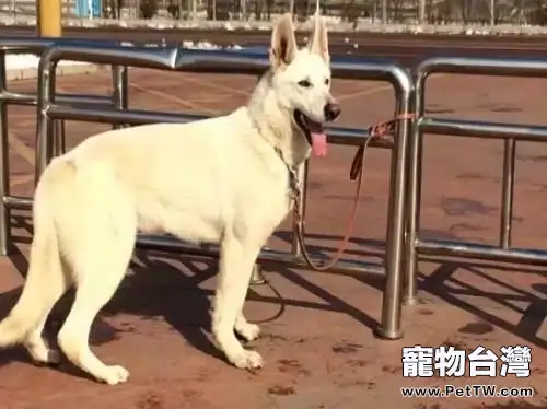 白色瑞士牧羊犬