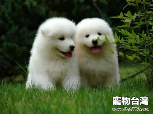 薩摩能吃動物內臟嗎 薩摩能吃動物內臟嗎