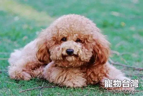 小泰迪怎麼訓練大小便?泰迪大小便訓練(共3張圖片)-寵物台灣