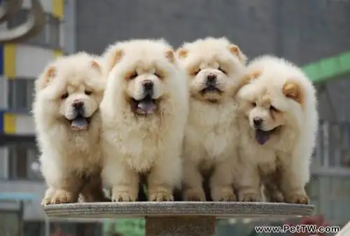 松獅犬能長多大?松獅犬標準身高體重(共3張圖片)-寵物台灣