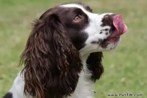 英國跳獵犬適合家養嗎