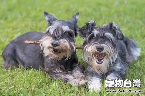雪納瑞吃什麼狗糧好