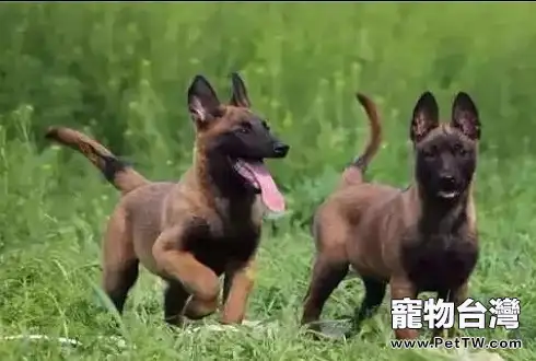 訓練馬犬最簡單的辦法